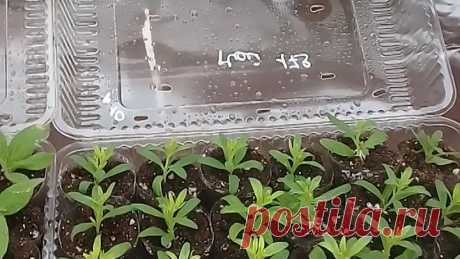 Укореняется))