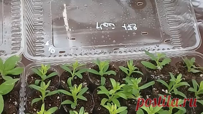 Укореняется))