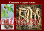 Женьшень: польза, побочные эффекты и противопоказания