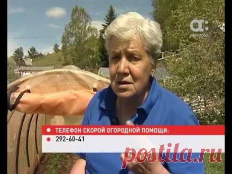 Голова садовая. Выращиваем землянику