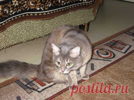 Рисунки и животные - 42 фото. Фотографии Татьяна Мошкова.