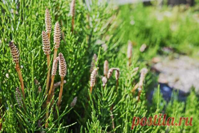 Хвощ в огороде — друг или враг? — Ботаничка