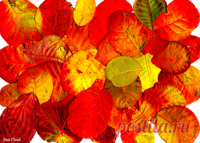 San Chad * Черных А.Д.