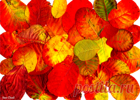 San Chad * Черных А.Д.