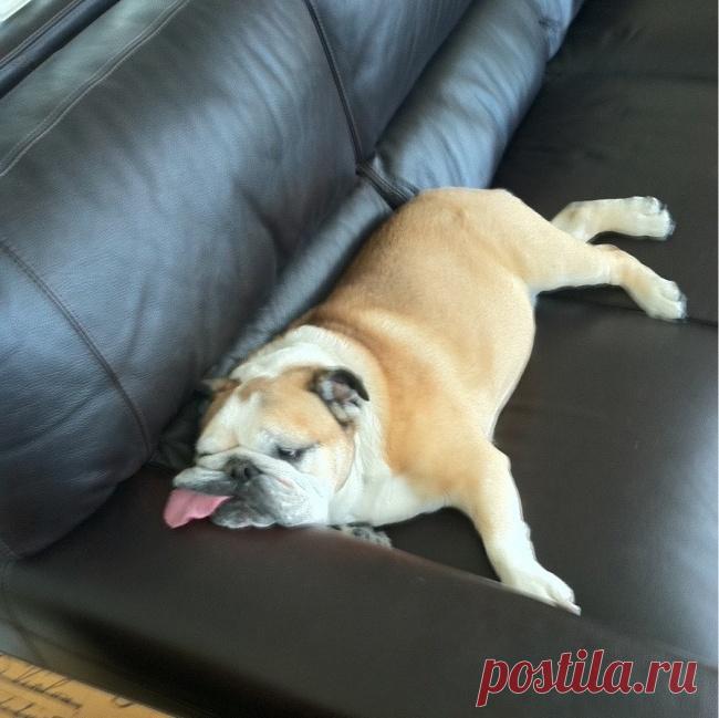 20 собак, ради которых стоит заходить в интернет