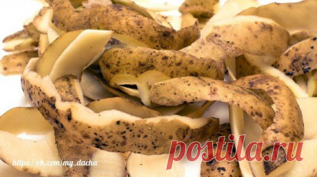 КАРТОФЕЛЬНЫЕ ОЧИСТКИ ДЛЯ БОГАТОГО УРОЖАЯ СМОРОДИНЫ