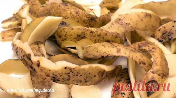КАРТОФЕЛЬНЫЕ ОЧИСТКИ ДЛЯ БОГАТОГО УРОЖАЯ СМОРОДИНЫ