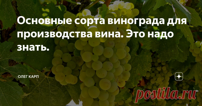Основные сорта винограда для производства вина. Это надо знать. Белый виноград
Шардоне
Шардоне считается самым известным сортом винограда, и тем не менее, не самым распространенным. Он составляет всего 1% от всего винограда, выращиваемого в мире. Это устойчивый, сильный сорт. Он используется в Бургундии и в Шампани для производства долгоживущих белых вин. Вкус вина из Шардоне нежный фруктовый, порой с ванильным оттенком дубовой бочки.
Совиньон Блан