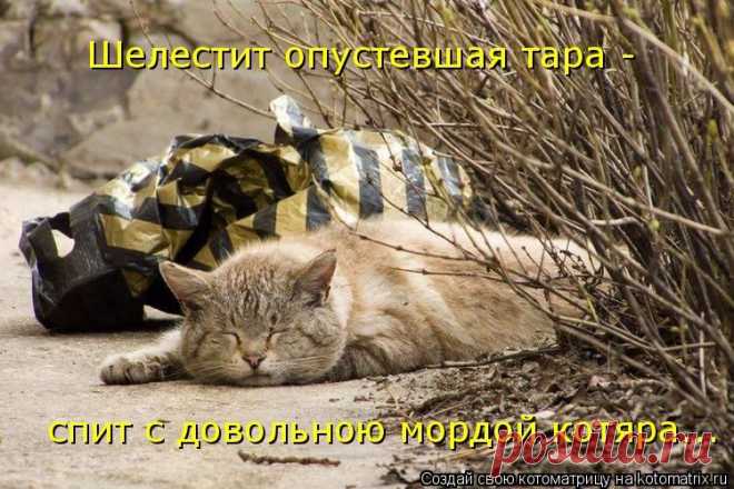Котоматрица: Круть