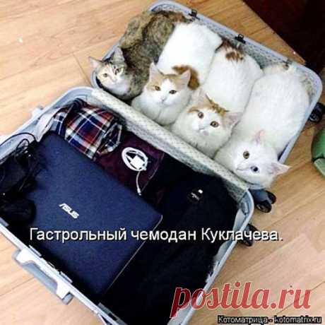 Котодром))  


Кто по-настоящему может поднять настроение? 
Несомненно, это смешные коты и кошки, вытворяющие чудеса. 
Их позы, жесты, мимика способны дать человеку огромное количество положительных эмоций…


 
