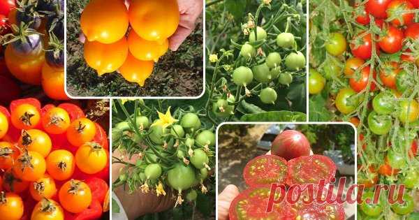 Высота томатов: не выбираем, а адаптируем Опасаетесь высаживать высокорослые сорта помидоров, поскольку в невысокой теплице, парнике или на открытой гряде с такими гигантами не справиться? Я расскажу вам, почему это ошибочно и как можно выращивать индетерминантные томаты без масштабных построек.