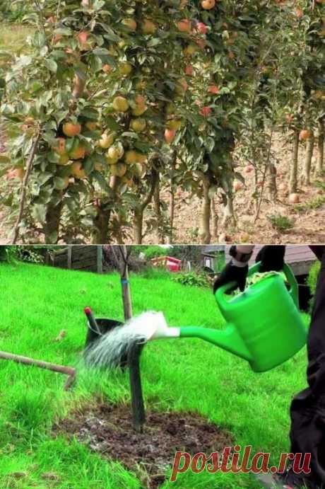 Плодовые деревья и кустарники - посадка, уход, подготовка саженцев к зиме | jsadovod.ru