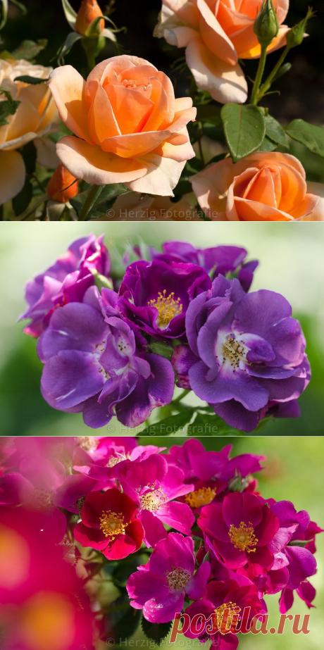 Очень красивые фотографии из Парка роз в Баден-Баден /Германия.