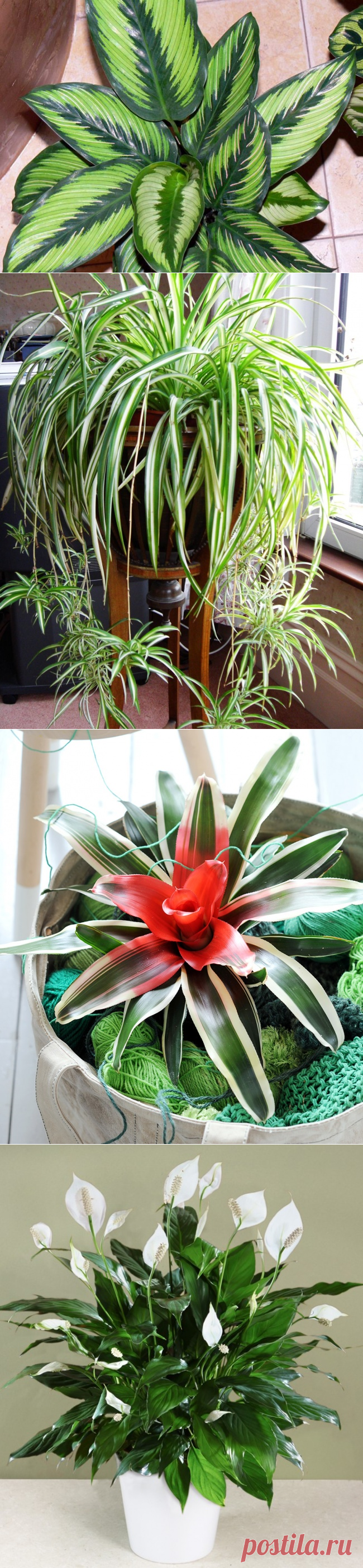 12 домашних растений, которые могут выжить даже в самом темном углу