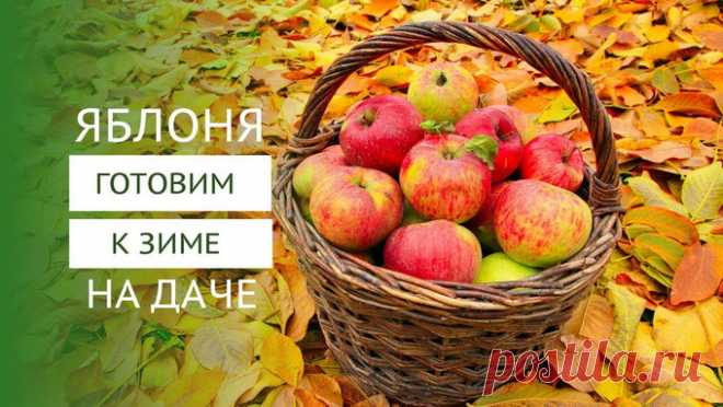 Расскажем, что делать осенью с яблонями, чтобы они хорошо перезимовали.