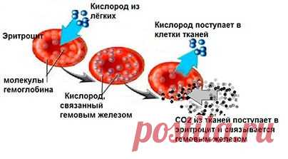 Как обозначается гемоглобин в анализе крови