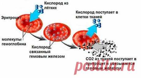 Как обозначается гемоглобин в анализе крови