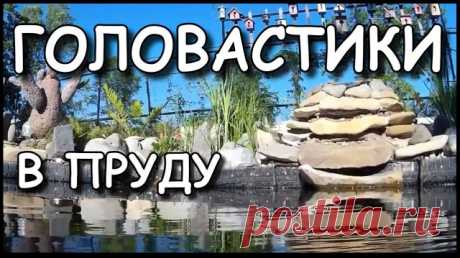 Мой дачный пруд. ГОЛОВАСТИКИ. Пруд на участке - прекрасное украшение и место отдыха. Головастики неплохие уборщики. 
---------------------------
 Можно быть уверенным в том, что в пруду, в котором обитает несколько сотен головастиков, вода не зацветет, пока они не превратятся в лягушек, так как эти хвостатые личинки охотно пожирают бактерии и другие микроорганизмы.
---------------------------
 Головастик живёт в воде и имеет длинный хвост по внешнему виду больше похож на р...