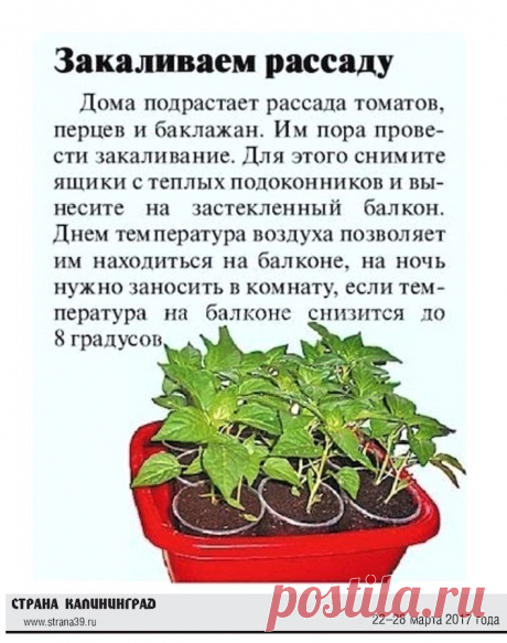 Закаливаем рассаду