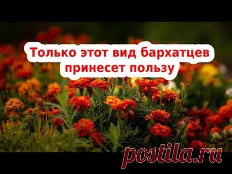 БАРХАТЦЫ🌻САМЫЙ ПОЛЕЗНЫЙ СОРТ ЦВЕТОВ БАРХАТЦЕВ