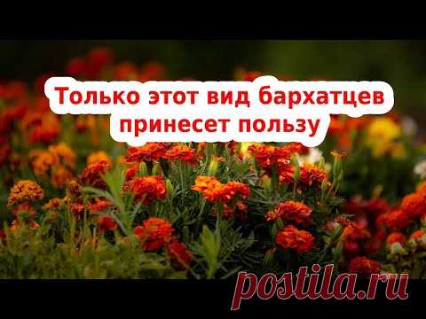 БАРХАТЦЫ🌻САМЫЙ ПОЛЕЗНЫЙ СОРТ ЦВЕТОВ БАРХАТЦЕВ