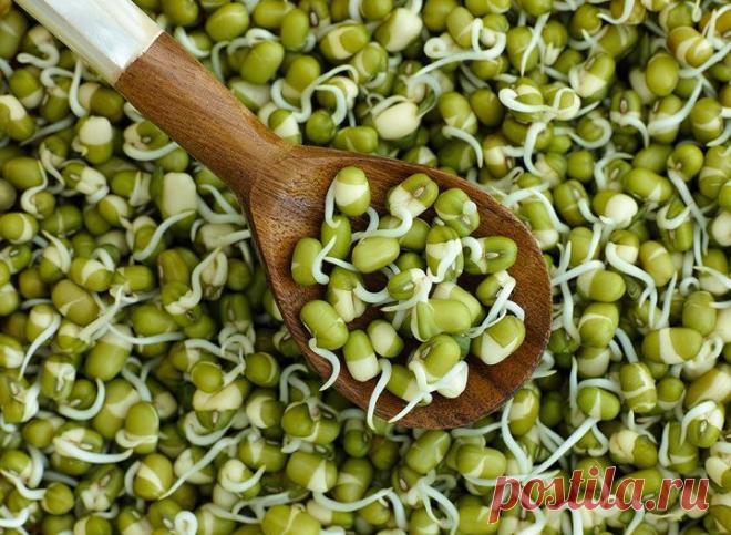 Бобы мунг: состав, калорийность и полезные свойства