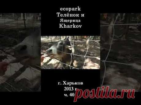 █ ЭкоПарк Харьков Телёнок и Ящерица / ч. 40 / 2013 г. #shorts
