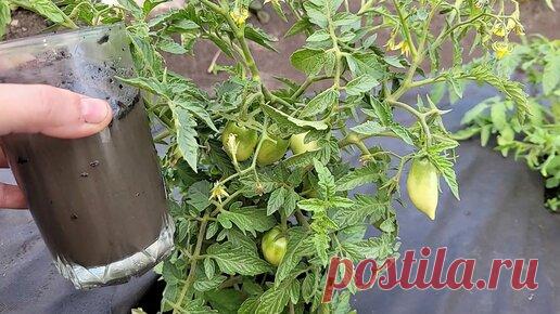 Цветочные советы от Елены | Даже хилые томаты, огурцы, перцы вмиг пойдут в рост и не будут болеть, натуральная рабочая подкормка