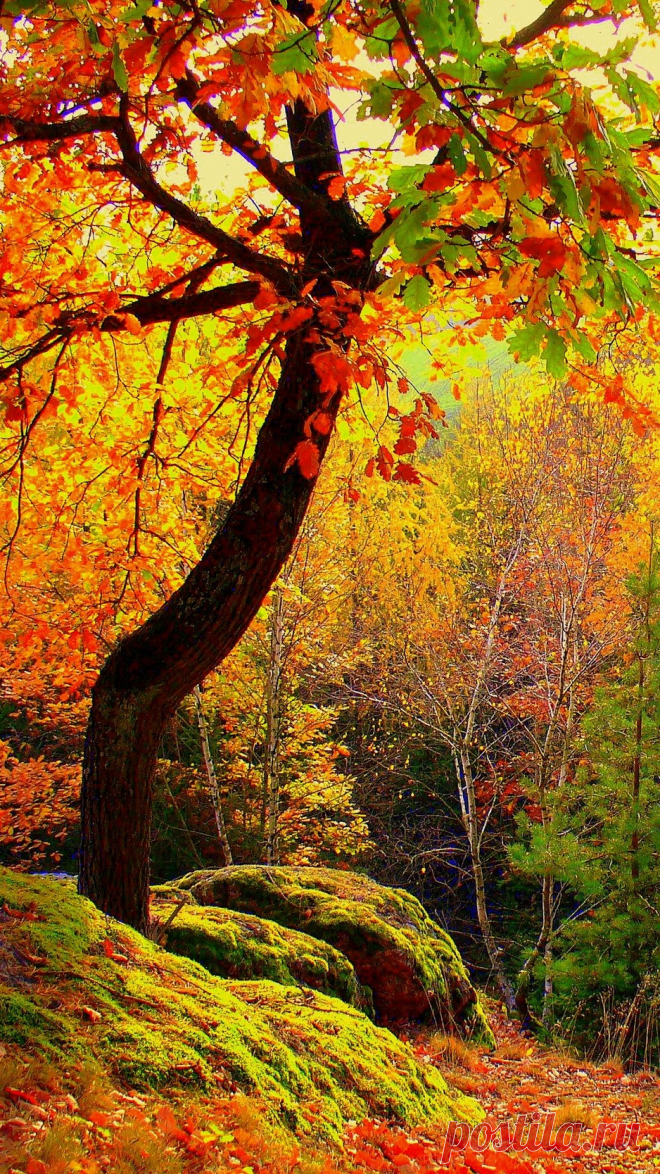 Скачать 938x1668 осень, лес, деревья, пейзаж обои, картинки iphone 8/7/6s/6 for parallax