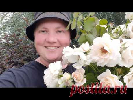 Черенкование роз! 100% результат!// Самый надёжный и проверенный  способ!//🌹Борис Борисов
