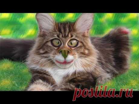 Я РЖАЛ ПОЛ ЧАСА / СМЕШНЫЕ ЖИВОТНЫЕ , КОТЫ СОБАКИ И ДРУГИЕ