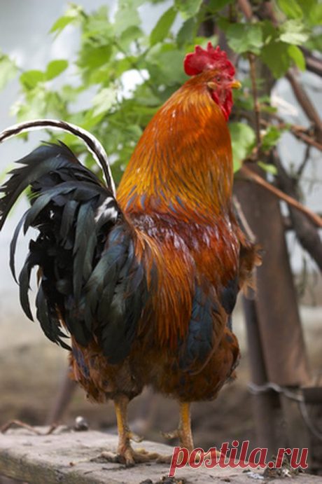 Rooster Art Projects | eHow UK
