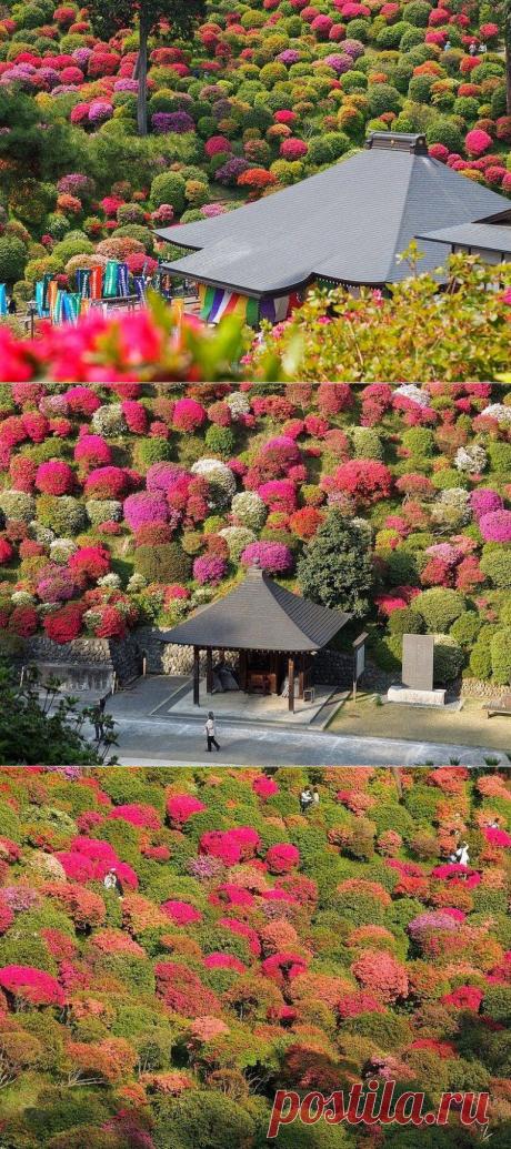 Храм в азалиях / Туристический спутник