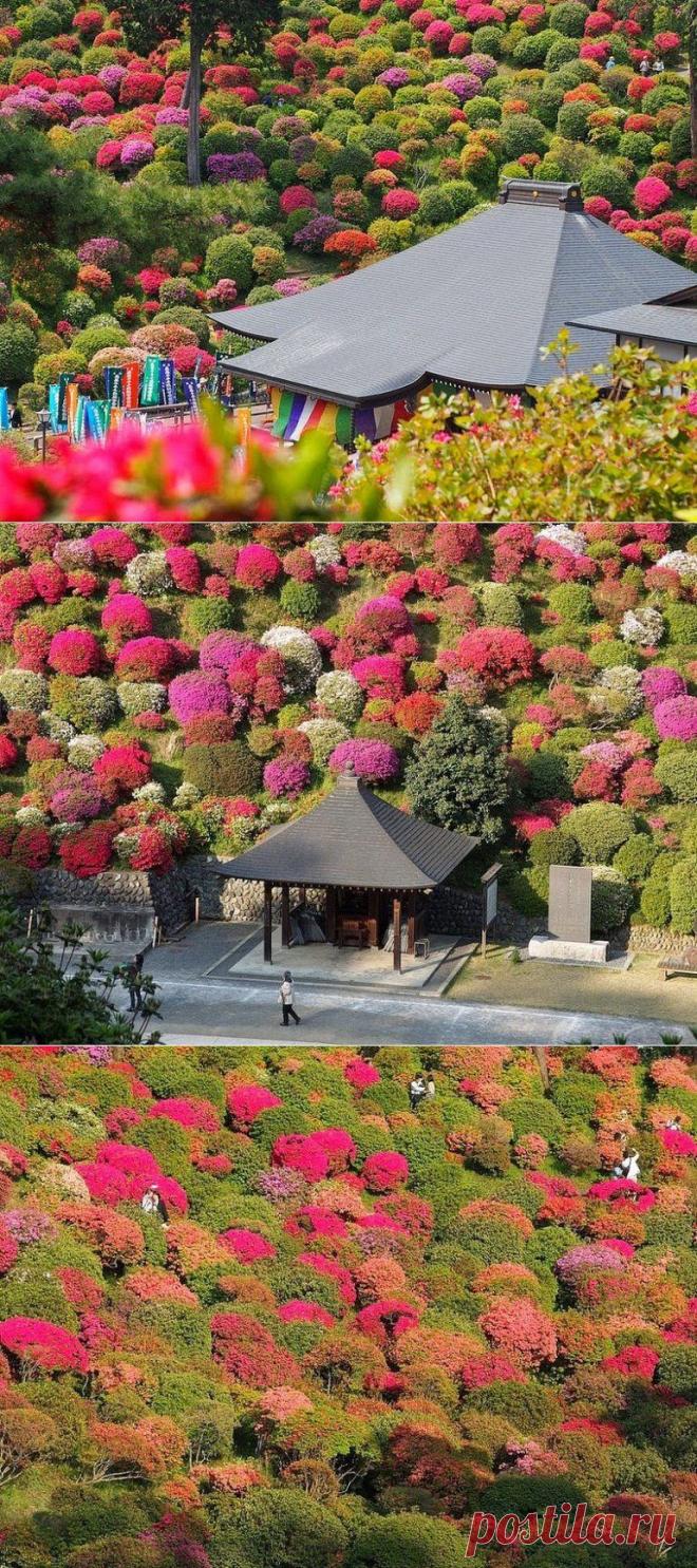 Храм в азалиях / Туристический спутник