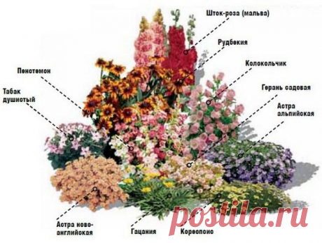 Схемы клумб непрерывного цветения из многолетников - варианты посадки цветов
