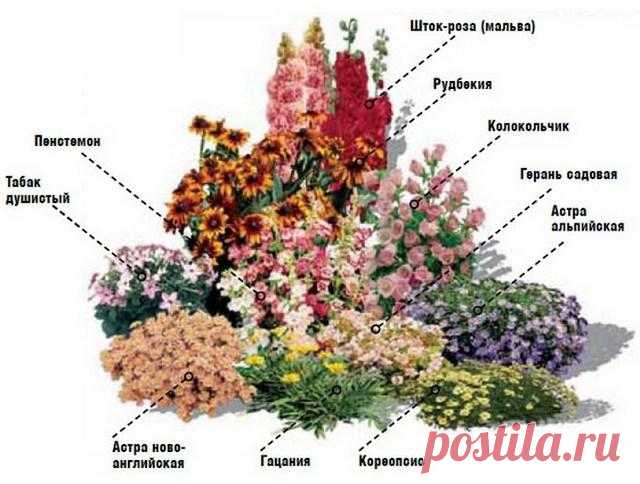 Схемы клумб непрерывного цветения из многолетников - варианты посадки цветов