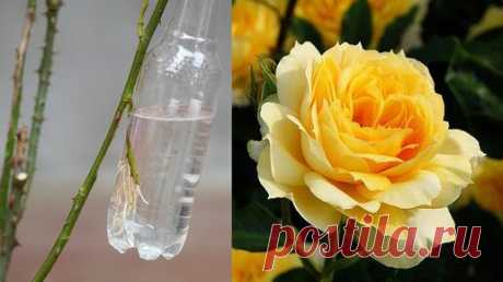 Как я выращиваю розы с помощью бутылки с водой! Размножение роз новым способом! | Садовый Друг | Дзен