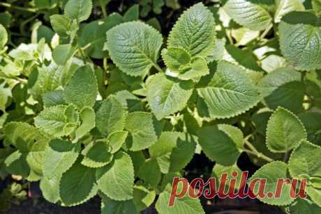 Плектрантус ароматный, или душистый (Plectranthus amboinicus)