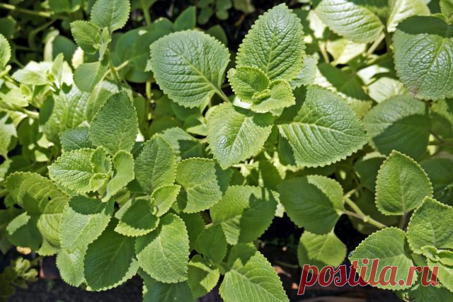 Плектрантус ароматный, или душистый (Plectranthus amboinicus)