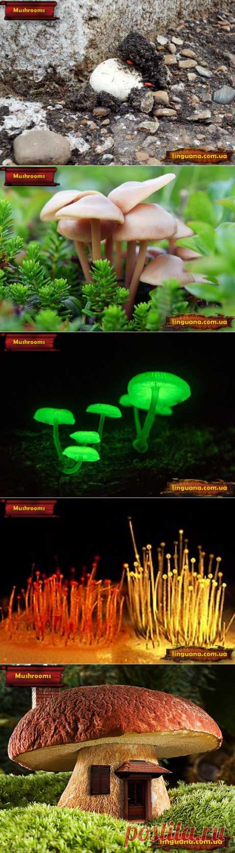 Linguana | P. S. Some more Information about Mushrooms