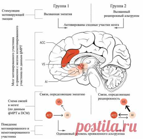 Мозг отличает расчетливое добро от бескорыстных порывов / Surfingbird - проводи время с пользой для себя!