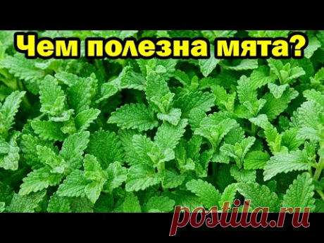 Чем полезна мята для организма человека?