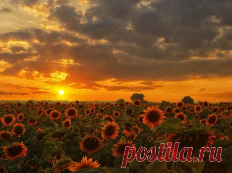 oleg-sonin — «Утомлённые солнцем» на Яндекс.Фотках