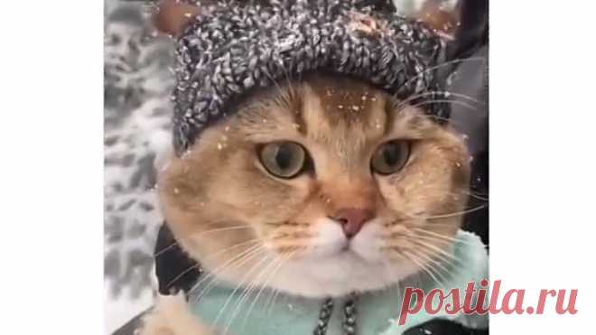 Модная киса🔥
