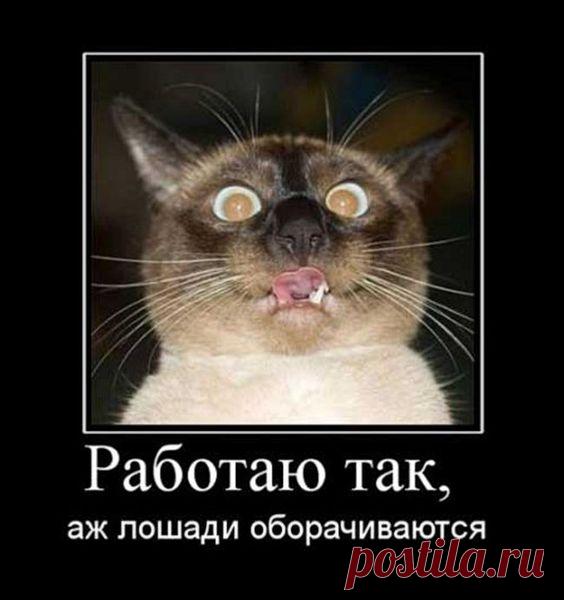 Работаю так что лошади оборачиваются – Карикатуры и фотоприколы с тонким намёком ;)