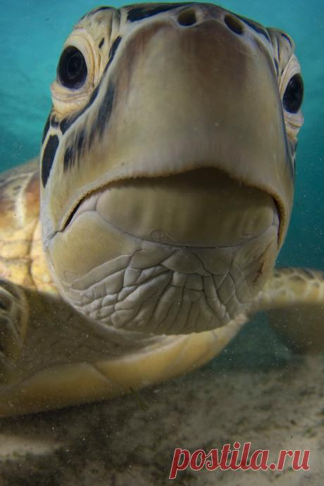 belas imagens © Jason Isley - Green Turtle