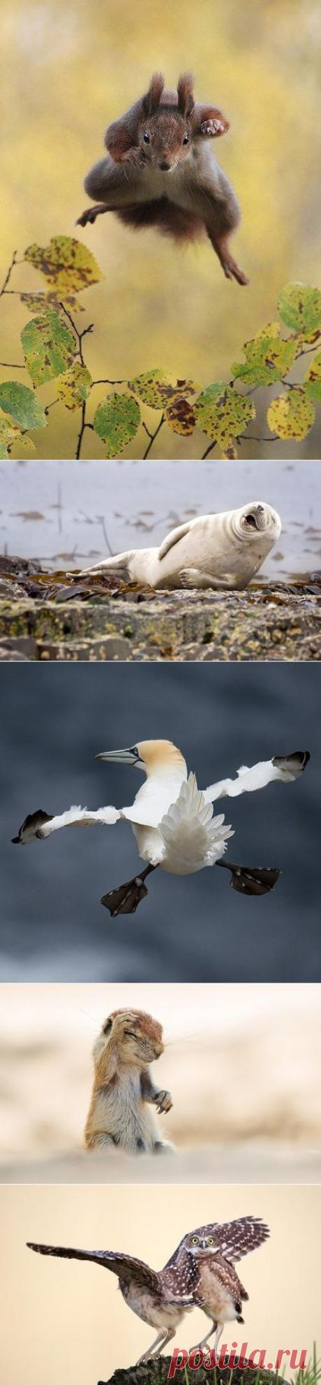Самые смешные фотографии животных за 2015