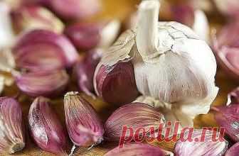 У меня был хронический бронхит, эмфизема легких. По два раза в год болела 
пневмонией и думала, что мне от этого не избавиться никогда. Но один 
чудесный и очень простой способ помог не только мне, но и многим, кому я его
рекомендовала. Рассказала мне о нем в качестве примера из своей врачебной
практики милая докторша. И рассказ ее запал мне в душу.

В больнице, где она работала, лежали двое мужчин с абсцессом легкого. Мужчина постарше умер, а молодой угасал день ото дня, ...