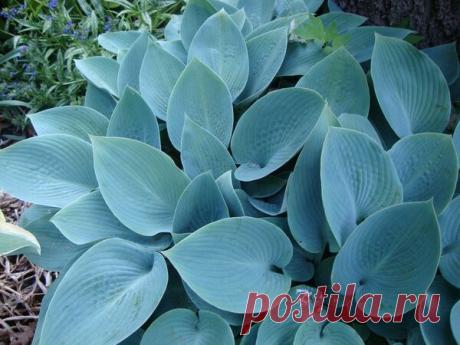 4 приёма, которые помогут сделать хосту красивее | Секреты Сада. Дача, цветы | Яндекс Дзен