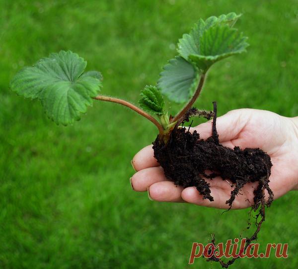 Усы и рожки - способы размножения садовой земляники